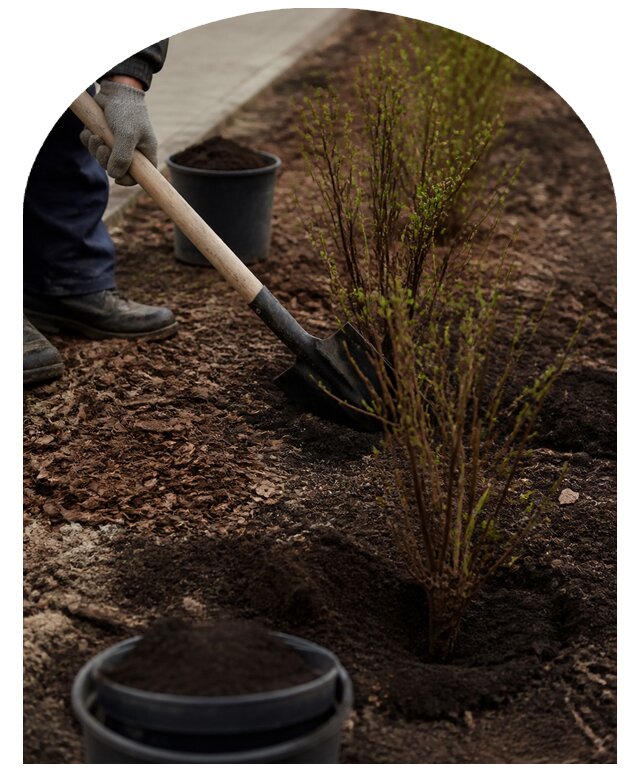Профессиональная посадка кустарников на участке в Раменском